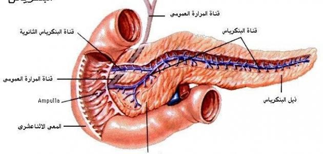 ما هو البنكرياس