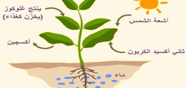 كيف تحدث عملية البناء الضوئي