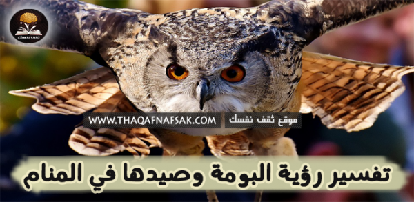 تفسير البومة في الحلم تفسير البومة في الحلم