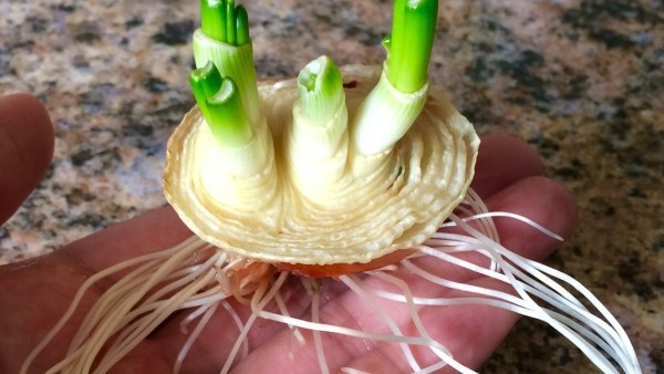 كيفية زراعة البصل في المنزل