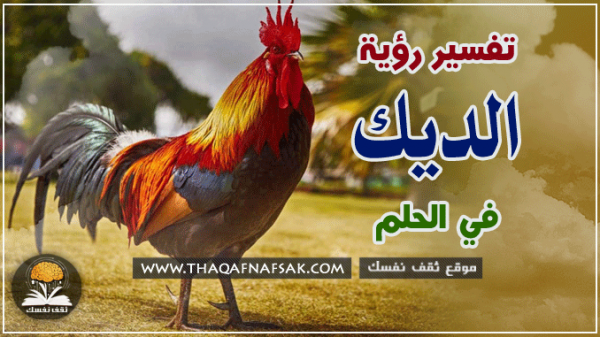 تفسير الديك في الحلم تفسير الديك في الحلم