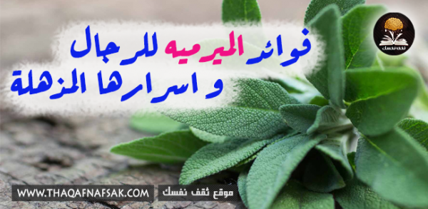 فوائد الميرمية للرجال ٨ أسباب تجعلها مهمة لكل رجل