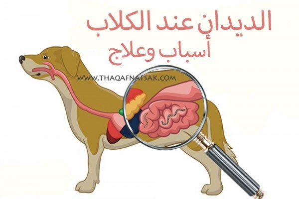 ديدان الكلاب اسباب اصابه الكلاب بديدان المعده وطرق علاجها