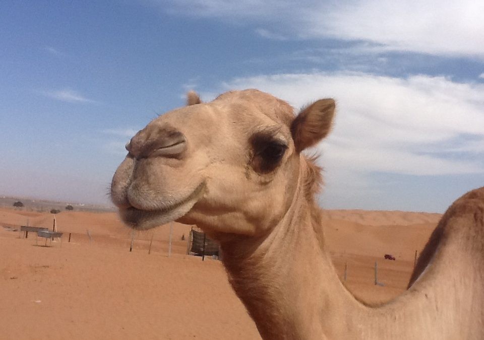 تفسير رؤية الجمل في الحلم تفسير رؤية الجمل في الحلم