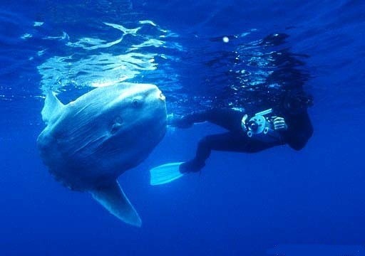 مصور يستطيع ان ياخذ صورة لسمكة غريبة في المحيط مصور يستطيع ان ياخذ صورة لسمكة غريبة في المحيط