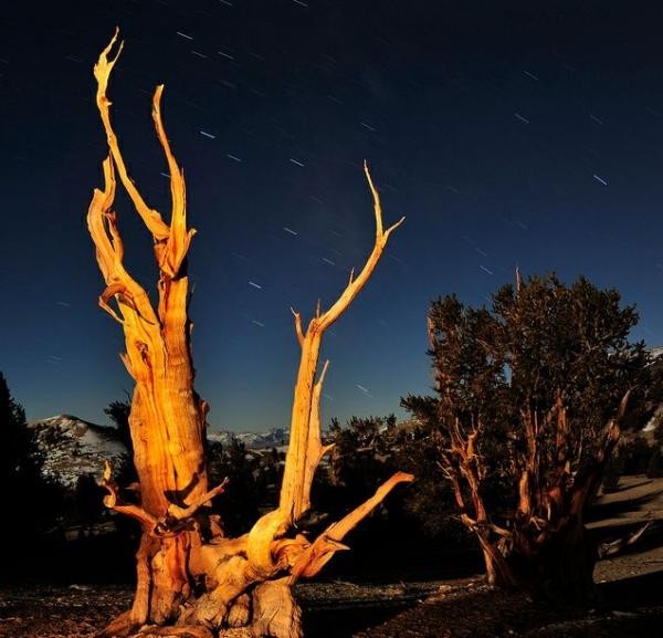 تعرف معنا على عينات ’’ لاقدم شجرة‘‘ في العالم بالصور