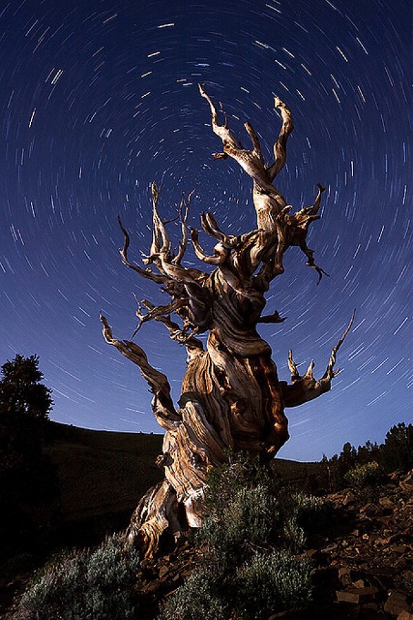 تعرف معنا على عينات ’’ لاقدم شجرة‘‘ في العالم بالصور