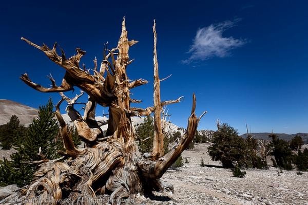 تعرف معنا على عينات ’’ لاقدم شجرة‘‘ في العالم بالصور