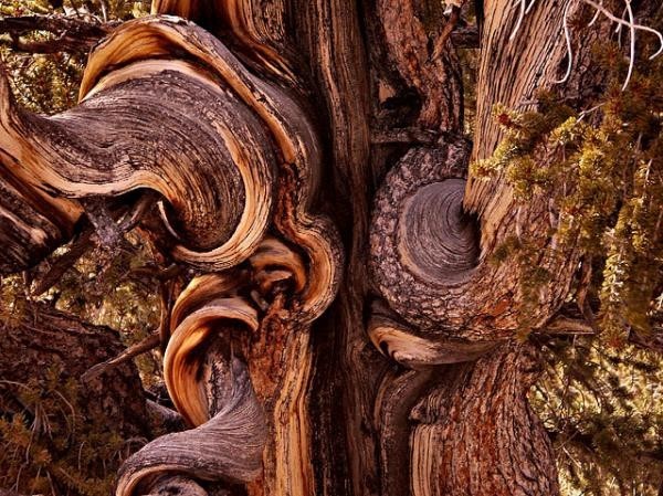 تعرف معنا على عينات ’’ لاقدم شجرة‘‘ في العالم بالصور