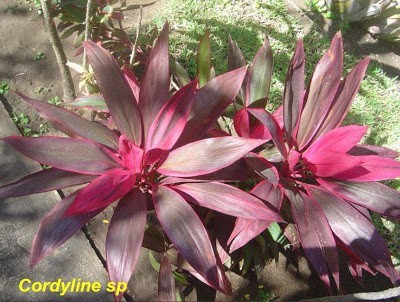 بعض النصائح للزراعة المنزلية في حيز محدود