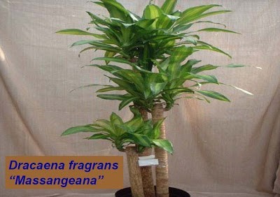 بعض النصائح للزراعة المنزلية في حيز محدود