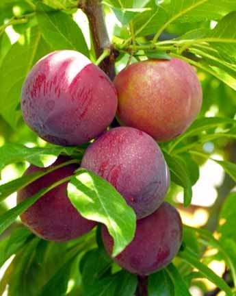 بعض النصائح للزراعة المنزلية في حيز محدود