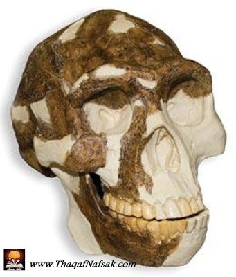 حفريات إنسان بكين