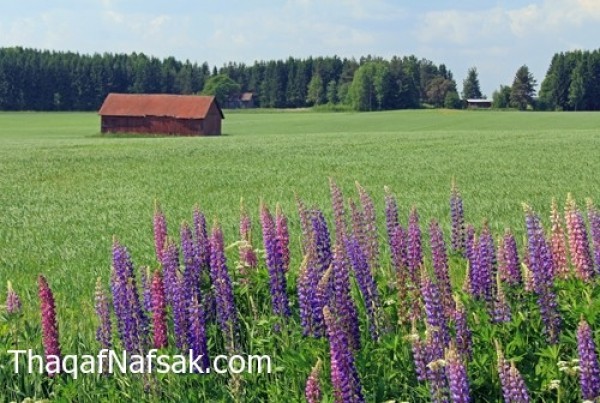 أجمل أماكن العالم التي يمكن زيارتها في الربيع