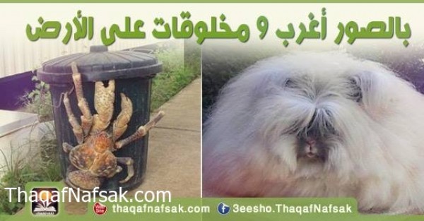 بالصور أغرب 9 مخلوقات على الأرض بالصور أغرب 9 مخلوقات على الأرض