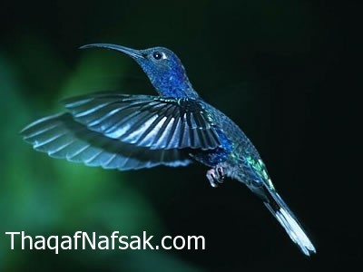 حقائق شيقة عن طائر الطنان حقائق شيقة عن طائر الطنان