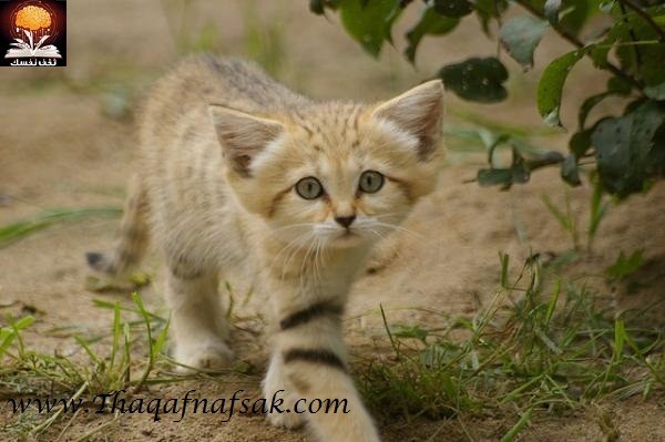 أجمل صغار الحيوانات في الصحراء أجمل صغار الحيوانات في الصحراء