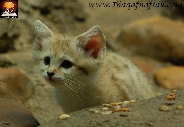 أجمل صغار الحيوانات في الصحراء أجمل صغار الحيوانات في الصحراء