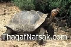 أماكن سياحية رائعة عليك القيام بزيارتها أماكن سياحية رائعة عليك القيام بزيارتها