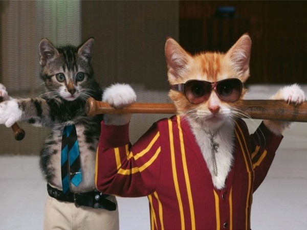 إلى عشاق القطط: أهم 10 حقائق لا تعرفونها عن القطط