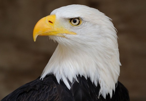 حلل شخصيتك الأن من الطيور التي تحبها ! حلل شخصيتك الأن من الطيور التي تحبها !