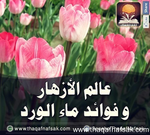 فوائد الورد وماء الورد فوائد الورد وماء الورد