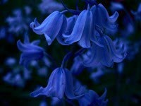 لونك المفضل وعلاقته بشخصيتك ؟!