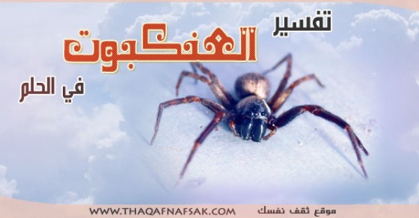 تفسير العنكبوت في الحلم تفسير العنكبوت في الحلم