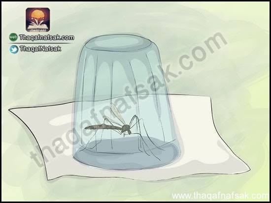 كيف تحمي نفسك من لسعة البعوض كيف تحمي نفسك من لسعة البعوض