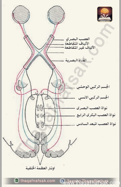 بالصور أسرار لا تعرفها كيف يتم فحص العين ؟ وكيف تفحص عينك بنفسك
