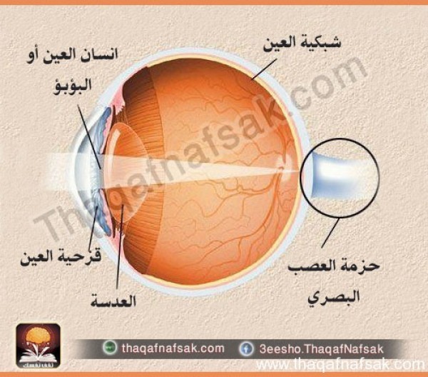 بالصور أسرار لا تعرفها كيف يتم فحص العين ؟ وكيف تفحص عينك بنفسك