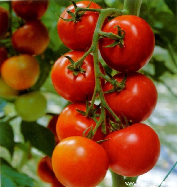 أهم المواد الطبيعية لتبييض البشرة في وقت قصير ونتائج مذهلة أهم المواد الطبيعية لتبييض البشرة في وقت قصير ونتائج مذهلة