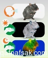 كيف ترى الحيوانات العالم؟ أسرار من عالم أخر كيف ترى الحيوانات العالم؟ أسرار من عالم أخر