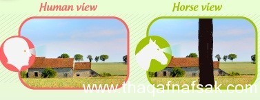كيف ترى الحيوانات العالم؟ أسرار من عالم أخر كيف ترى الحيوانات العالم؟ أسرار من عالم أخر