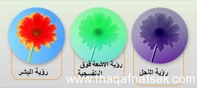 كيف ترى الحيوانات العالم؟ أسرار من عالم أخر كيف ترى الحيوانات العالم؟ أسرار من عالم أخر