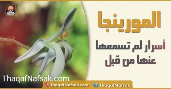 فوائد المورينجا فوائد المورينجا