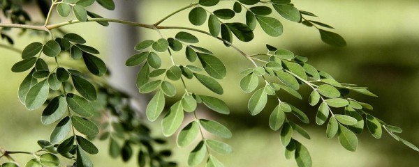 فوائد المورينجا فوائد المورينجا