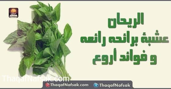 فوائد الريحان فوائد الريحان