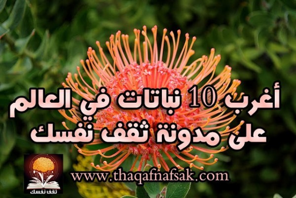 أغرب 10 نباتات في العالم