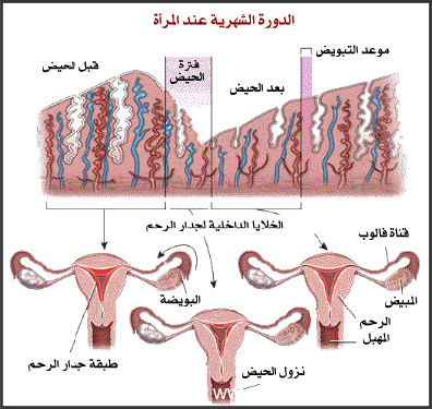 الطرق الامنة لتاخير الدورة الشهرية في رمضان الطرق الامنة لتاخير الدورة الشهرية في رمضان