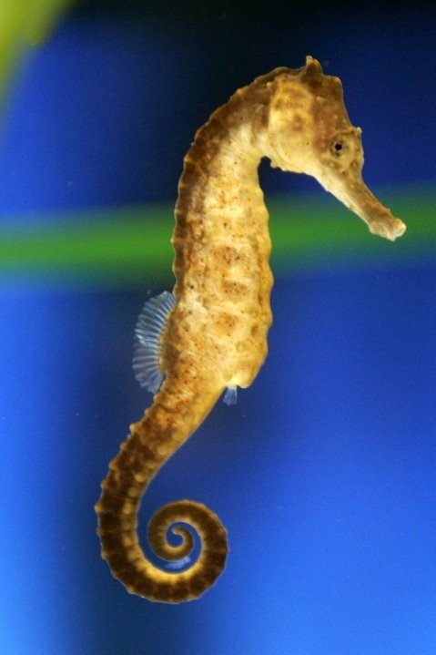 12 معلومة سريعة و جديدة من أعماق البحار