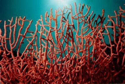 12 معلومة سريعة و جديدة من أعماق البحار