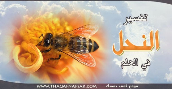ماهو تفسير النحل في الحلم ماهو تفسير النحل في الحلم