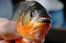 سمك البيرانا المتوحش