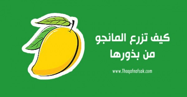 طريقة زراعة المانجو بالبذور كيف تزرع المانجو طريقة زراعة المانجو بالبذور كيف تزرع المانجو