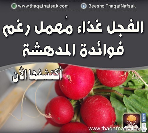الفجل فوائد مدهشة تعرف على اهم فوائد الفجل الفجل فوائد مدهشة تعرف على اهم فوائد الفجل