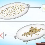 بالصور خطوة بخطوة طريقة زراعة بذور الطماطم وكيف يمكنك القيام بزراعتها