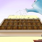 بالصور خطوة بخطوة طريقة زراعة بذور الطماطم وكيف يمكنك القيام بزراعتها