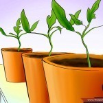 بالصور خطوة بخطوة طريقة زراعة بذور الطماطم وكيف يمكنك القيام بزراعتها