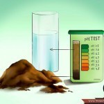 بالصور خطوة بخطوة طريقة زراعة بذور الطماطم وكيف يمكنك القيام بزراعتها